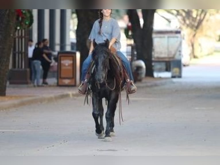 American Quarter Horse Wallach 13 Jahre Rappe in Mineral Wells TX