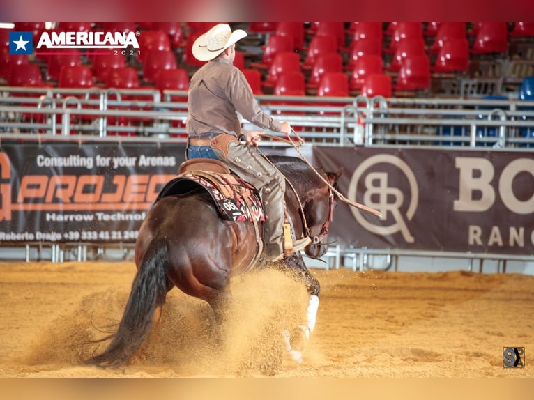 American Quarter Horse Wallach 13 Jahre Roan-Bay in Ahorn