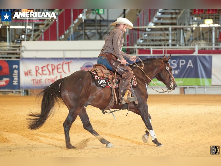 American Quarter Horse Wallach 13 Jahre Roan-Bay in Ahorn