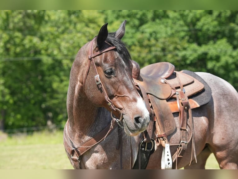 American Quarter Horse Wallach 13 Jahre Roan-Bay in Needmore, PA