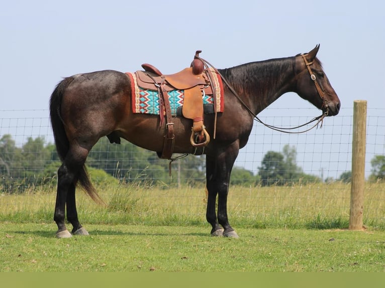 American Quarter Horse Wallach 13 Jahre Roan-Bay in Sonora, KY