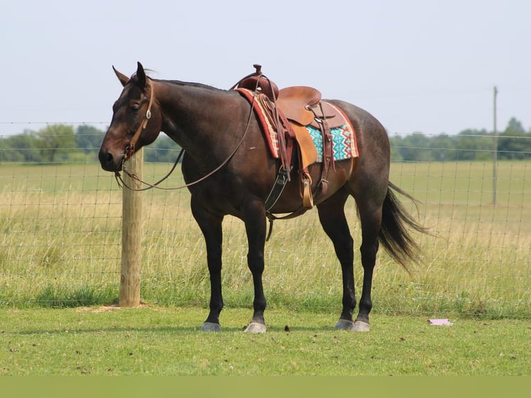 American Quarter Horse Wallach 13 Jahre Roan-Bay in Sonora, KY