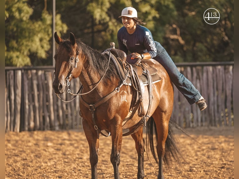 American Quarter Horse Wallach 13 Jahre Roan-Bay in Weatherford TX