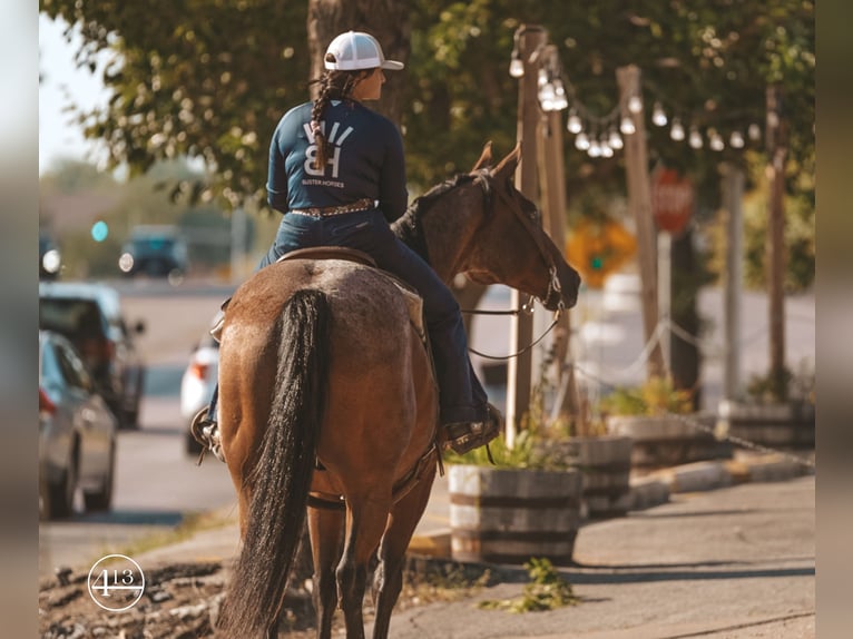 American Quarter Horse Wallach 13 Jahre Roan-Bay in Weatherford TX