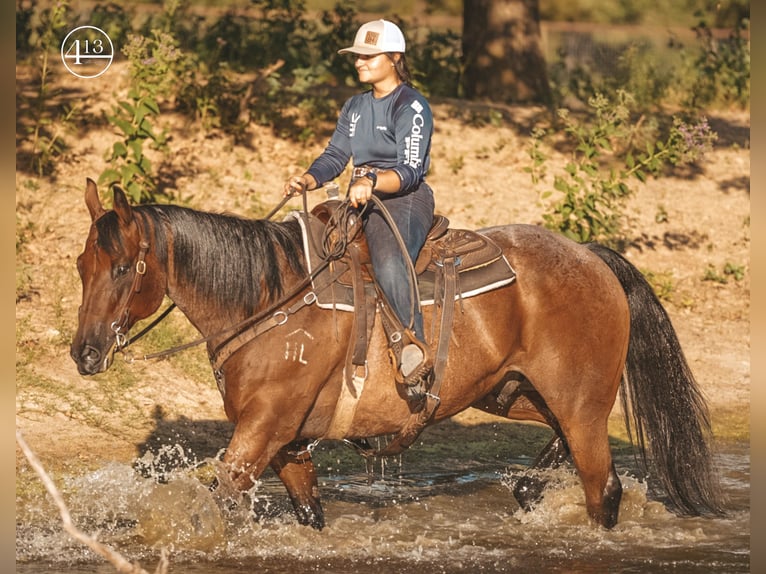 American Quarter Horse Wallach 13 Jahre Roan-Bay in Weatherford TX