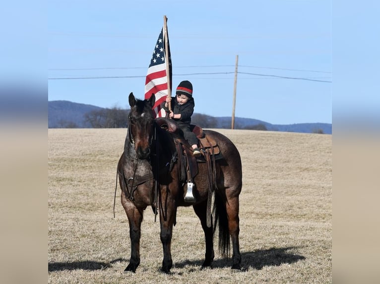 American Quarter Horse Wallach 13 Jahre Roan-Bay in Rebersburg, PA