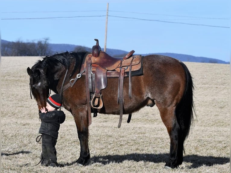 American Quarter Horse Wallach 13 Jahre Roan-Bay in Rebersburg, PA