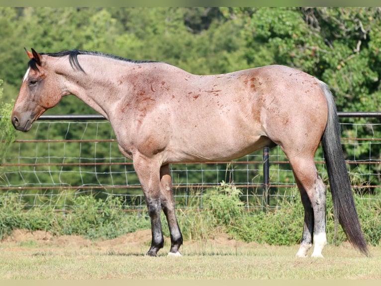 American Quarter Horse Wallach 13 Jahre Roan-Red in Canton TX