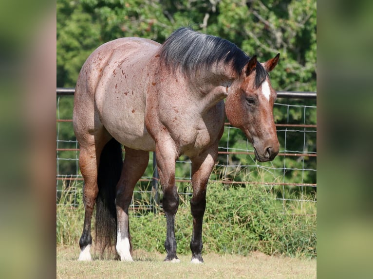 American Quarter Horse Wallach 13 Jahre Roan-Red in Canton TX