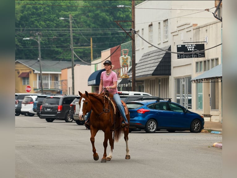 American Quarter Horse Wallach 13 Jahre Roan-Red in Quitman