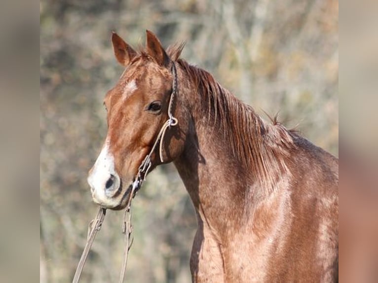 American Quarter Horse Wallach 13 Jahre Roan-Red in Somerset, KY