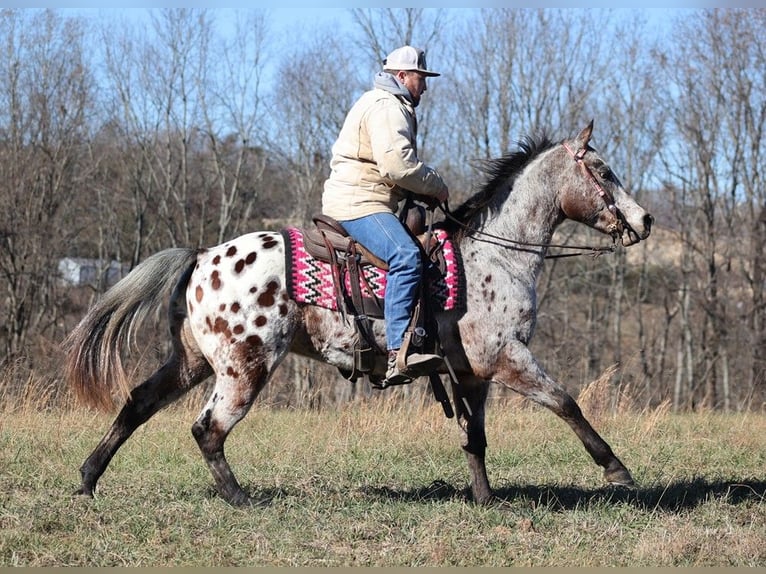 American Quarter Horse Wallach 13 Jahre Rotbrauner in Brodhead Ky