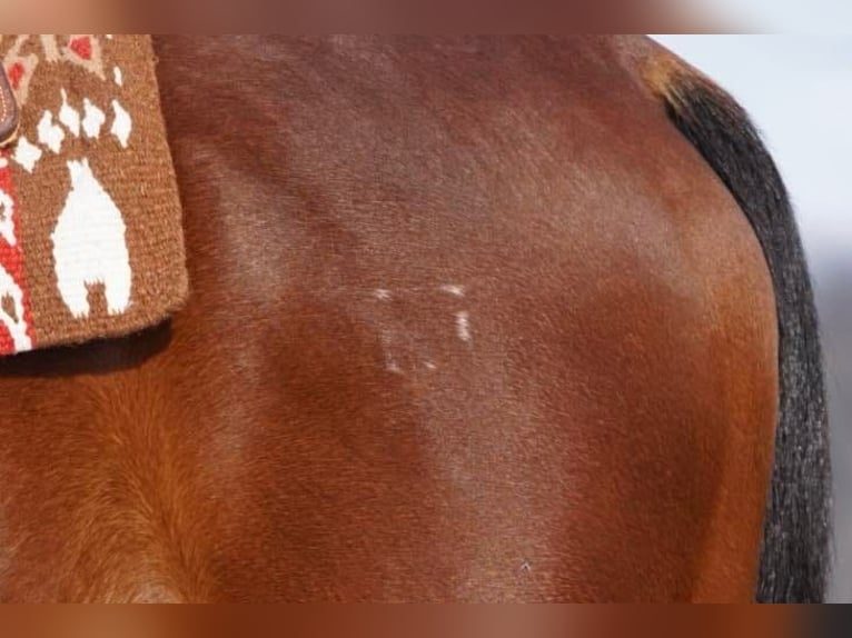 American Quarter Horse Wallach 13 Jahre Rotbrauner in Rineyville KY