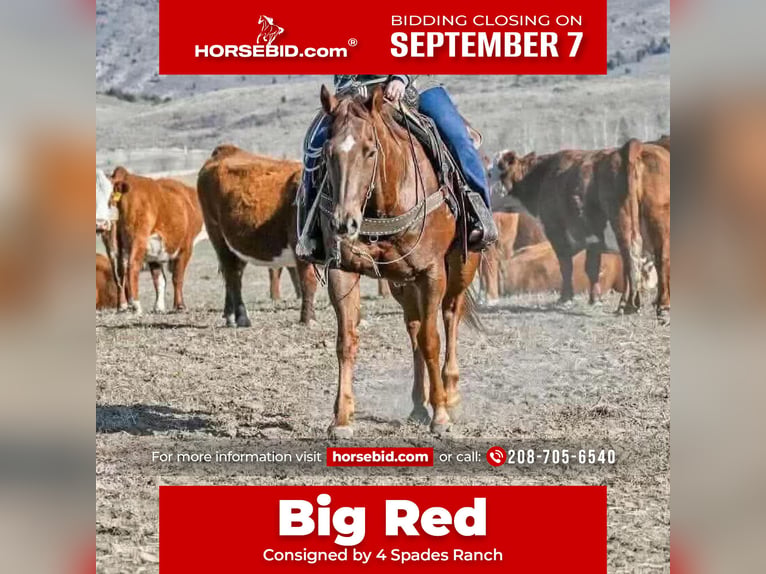 American Quarter Horse Wallach 13 Jahre Rotfuchs in Rigby