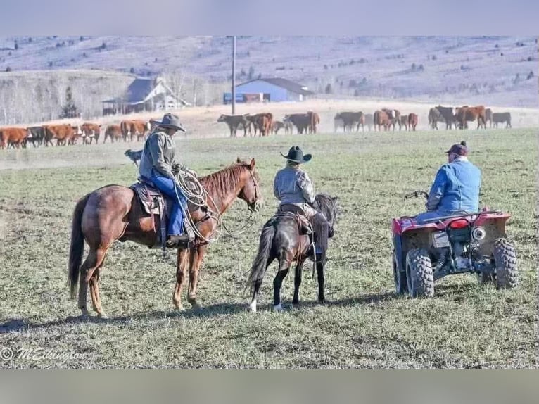 American Quarter Horse Wallach 13 Jahre Rotfuchs in Rigby