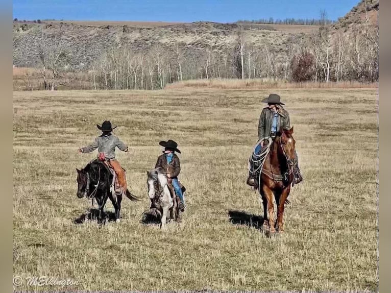 American Quarter Horse Wallach 13 Jahre Rotfuchs in Rigby