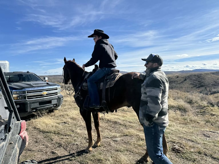 American Quarter Horse Wallach 13 Jahre Rotfuchs in Rigby