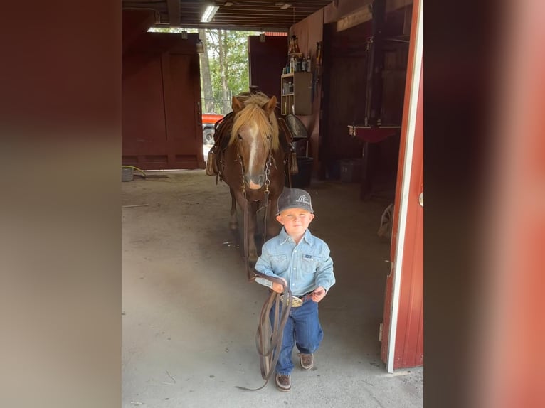 American Quarter Horse Wallach 13 Jahre Rotfuchs in Brierfield, AL