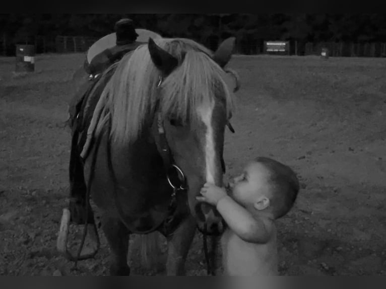 American Quarter Horse Wallach 13 Jahre Rotfuchs in Brierfield, AL