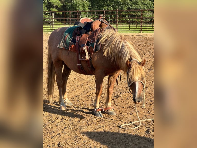 American Quarter Horse Wallach 13 Jahre Rotfuchs in Brierfield, AL