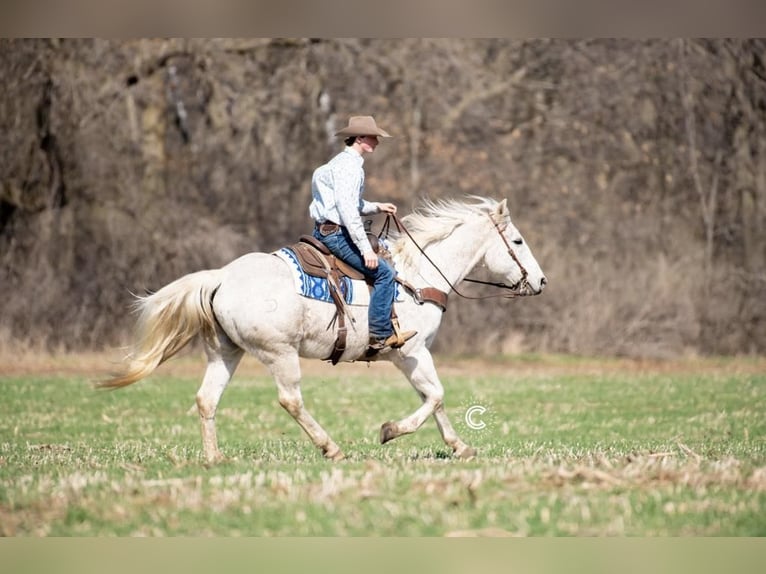 American Quarter Horse Wallach 13 Jahre Schimmel in Boyceville, WI