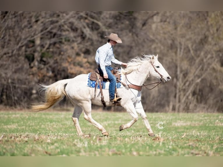 American Quarter Horse Wallach 13 Jahre Schimmel in Boyceville, WI