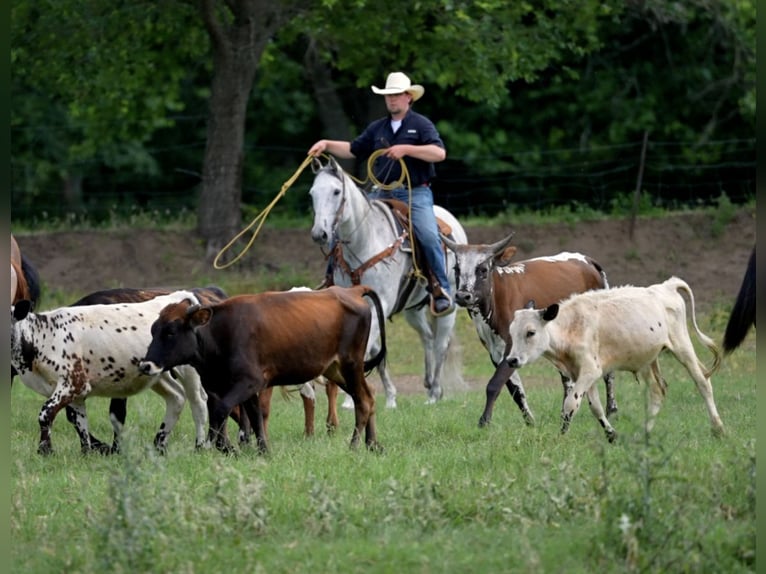 American Quarter Horse Wallach 13 Jahre Schimmel in Weatherford, TX