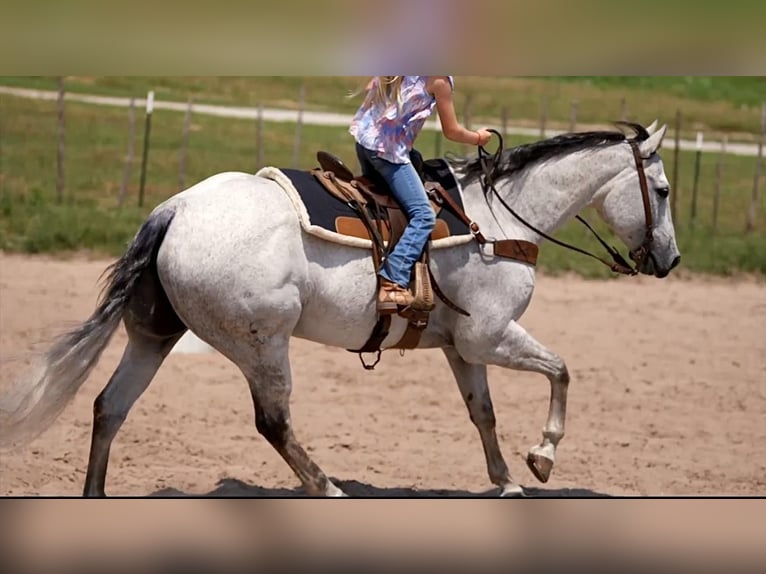 American Quarter Horse Wallach 13 Jahre Schimmel in Weatherford, TX