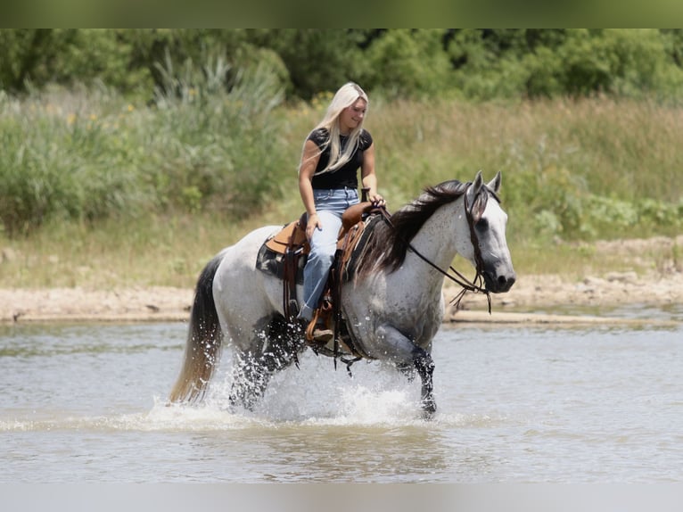 American Quarter Horse Wallach 13 Jahre Schimmel in Mineral Wells