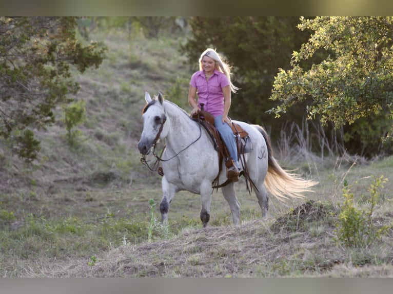 American Quarter Horse Wallach 13 Jahre Schimmel in Mineral Wells