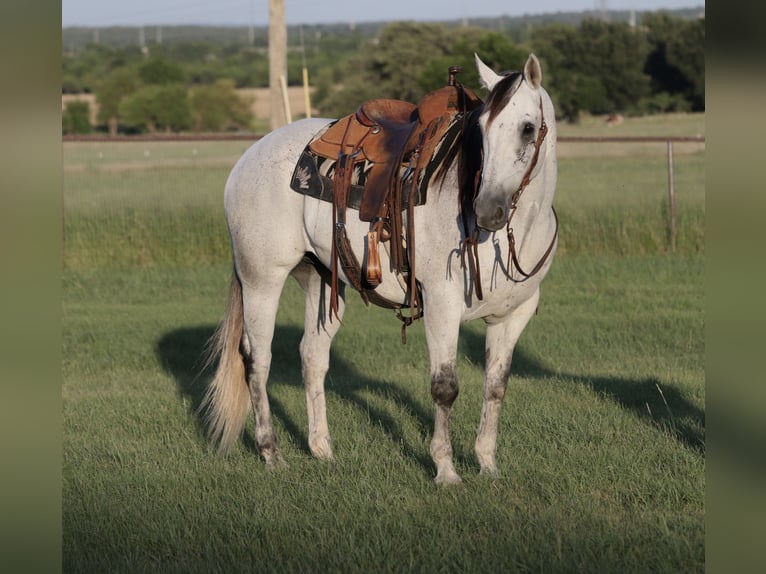American Quarter Horse Wallach 13 Jahre Schimmel in Mineral Wells