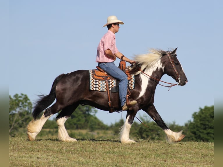 American Quarter Horse Wallach 13 Jahre Tobiano-alle-Farben in Brodhead Ky
