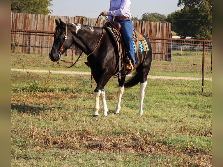 American Quarter Horse Wallach 13 Jahre Tobiano-alle-Farben in Keene TX