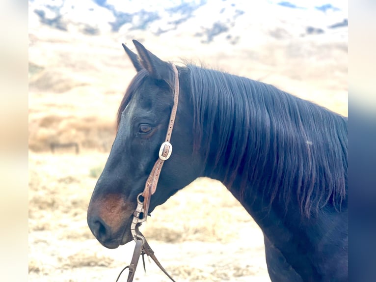 American Quarter Horse Wallach 13 Jahre Tobiano-alle-Farben in Paicines CA