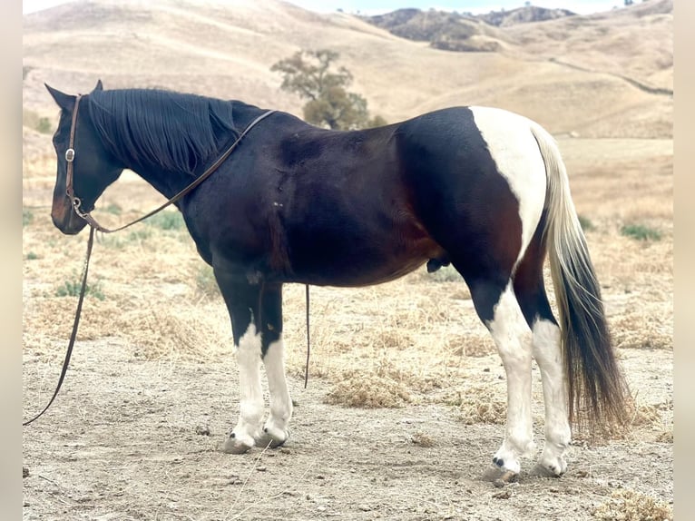 American Quarter Horse Wallach 13 Jahre Tobiano-alle-Farben in Paicines CA