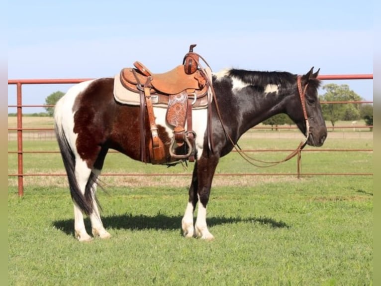 American Quarter Horse Wallach 14 Jahre 137 cm Rappe in Grand Saline TX