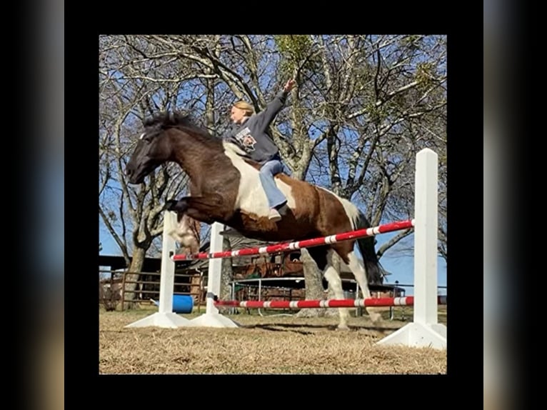 American Quarter Horse Wallach 14 Jahre 137 cm Rappe in Grand Saline TX