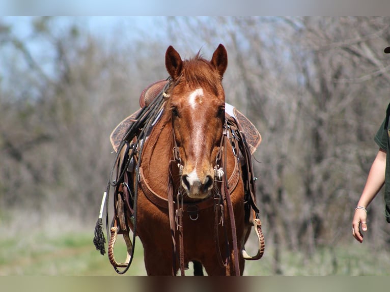 American Quarter Horse Wallach 14 Jahre 137 cm Rotfuchs in Brownwood TX