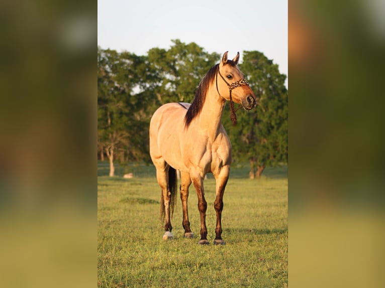 American Quarter Horse Wallach 14 Jahre 140 cm Buckskin in Slocum TX