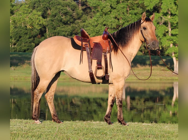 American Quarter Horse Wallach 14 Jahre 140 cm Buckskin in Slocum TX