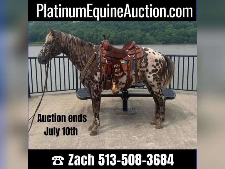 American Quarter Horse Wallach 14 Jahre 140 cm Dunkelfuchs in West LIberty Ky