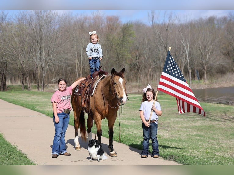 American Quarter Horse Wallach 14 Jahre 142 cm Buckskin in Forney