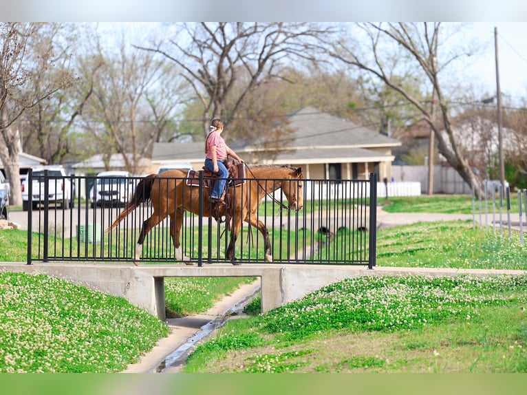 American Quarter Horse Wallach 14 Jahre 142 cm Buckskin in Forney