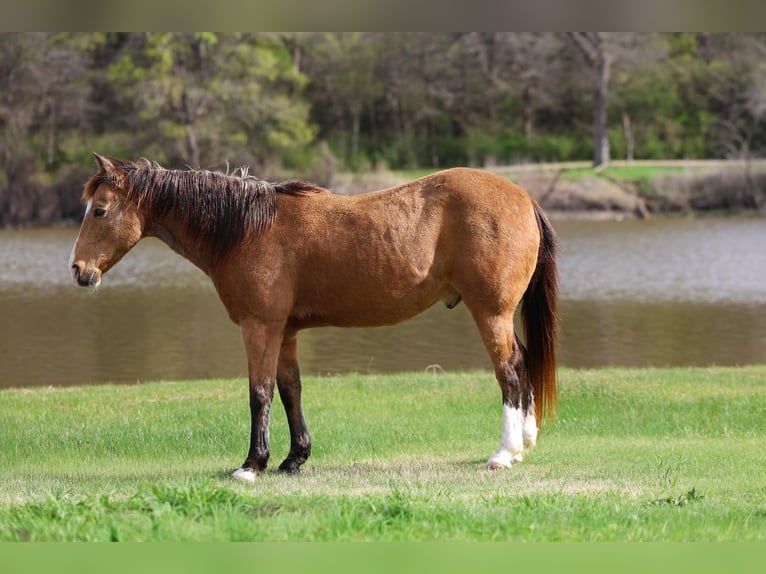 American Quarter Horse Wallach 14 Jahre 142 cm Buckskin in Forney