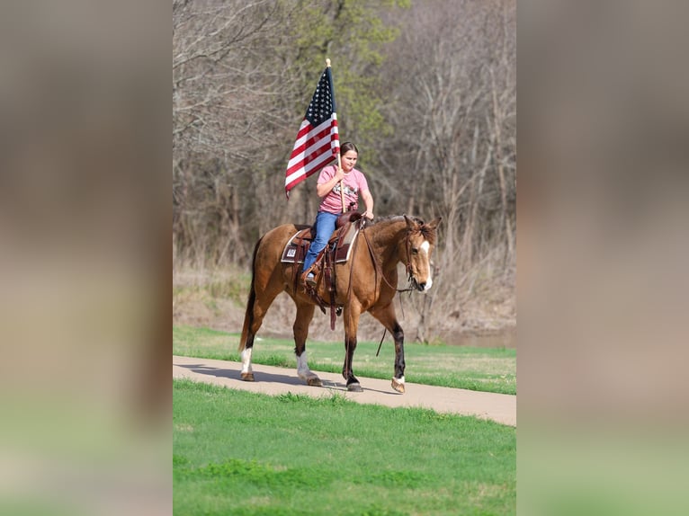 American Quarter Horse Wallach 14 Jahre 142 cm Buckskin in Forney