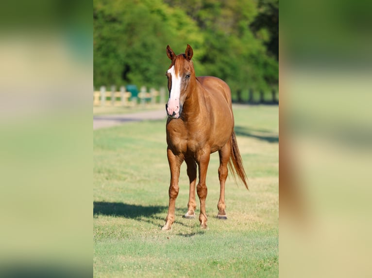 American Quarter Horse Wallach 14 Jahre 142 cm Falbe in Terrell