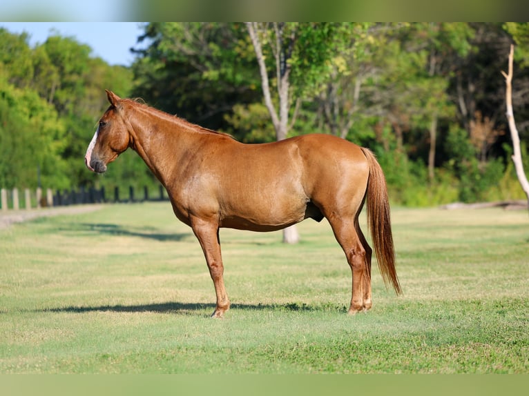 American Quarter Horse Wallach 14 Jahre 142 cm Falbe in Terrell