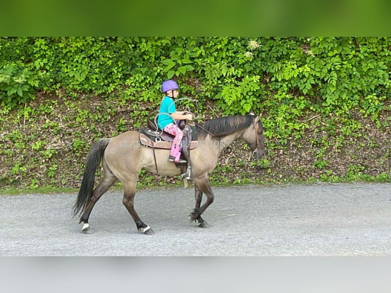 American Quarter Horse Wallach 14 Jahre 142 cm Grullo in Sneedville, TN