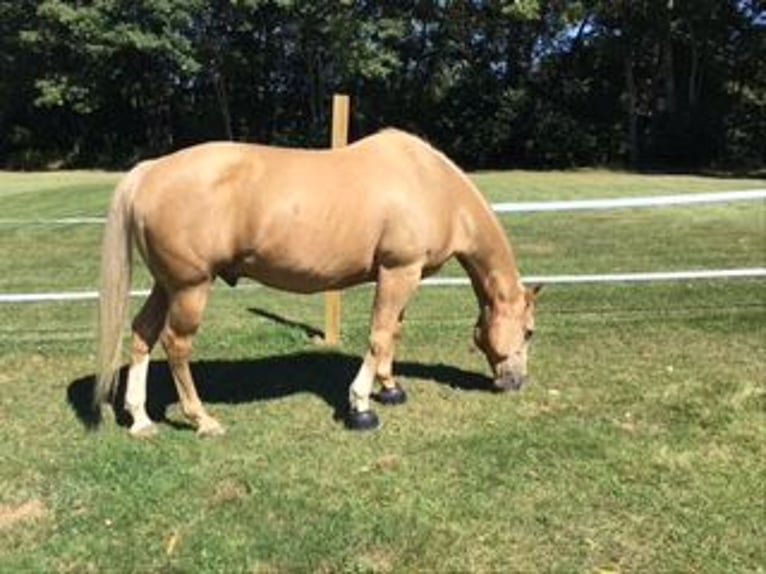 American Quarter Horse Wallach 14 Jahre 142 cm Palomino in Hebron