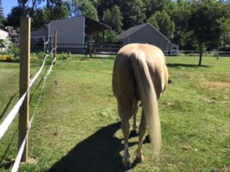 American Quarter Horse Wallach 14 Jahre 142 cm Palomino in Hebron